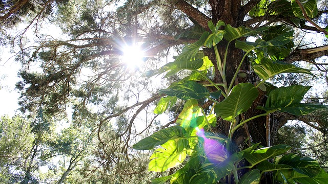 Baum, Lens Flare, Aufflackern, Sonne