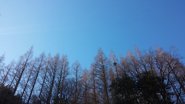 Free Sky Tree photo and picture