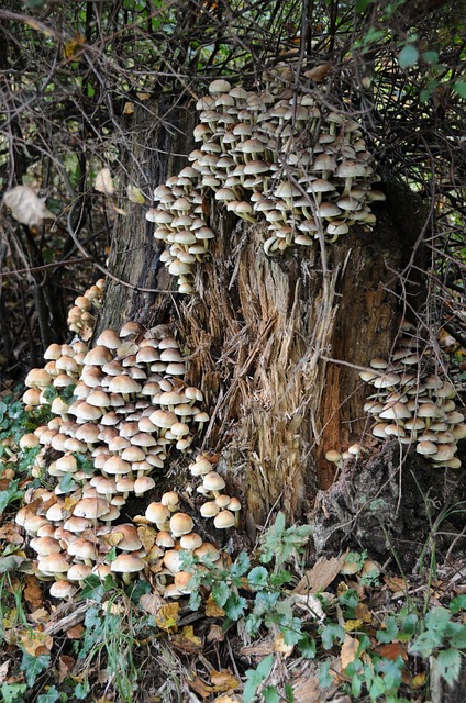 Free Mushrooms Tree Stump photo and picture