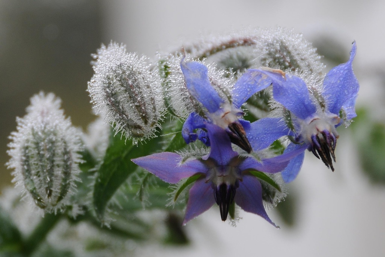 Free Borage Autumn Blossoms photo and picture