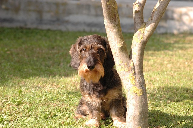 Hond, Teckel, Kijk