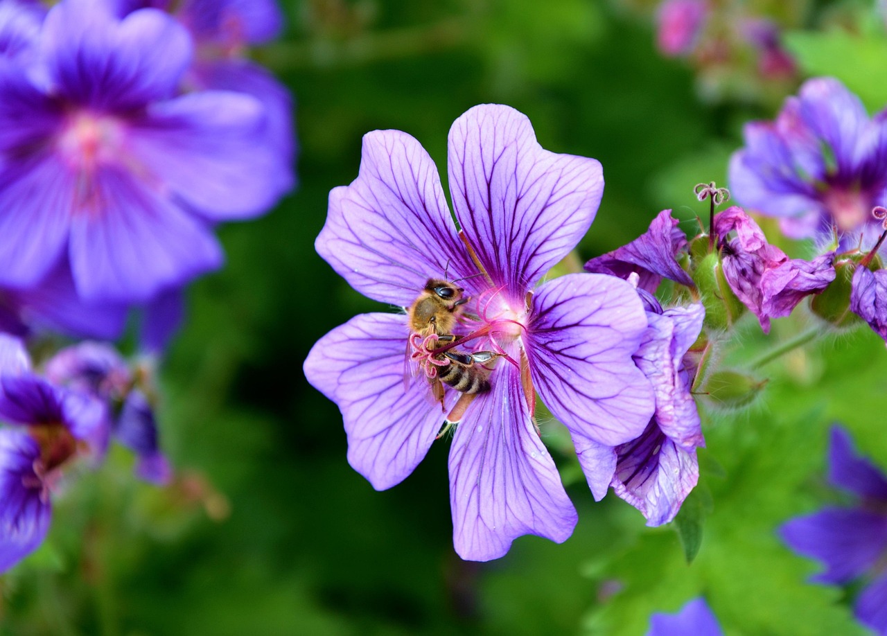 Bee - free online jigsaw puzzle photo