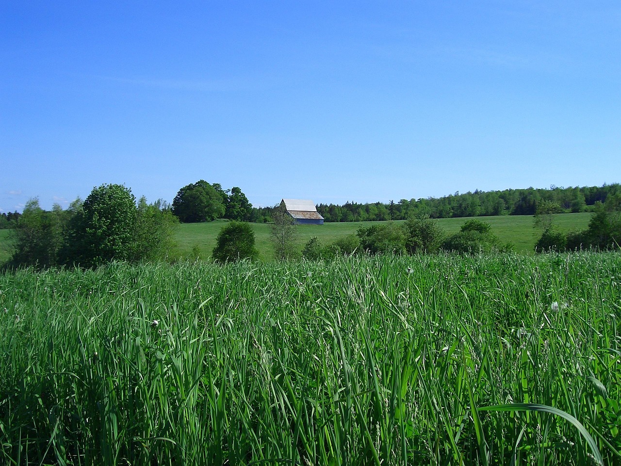Pasture - free online jigsaw puzzle photo