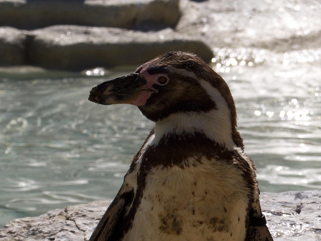 Free Penguin Bird photo and picture