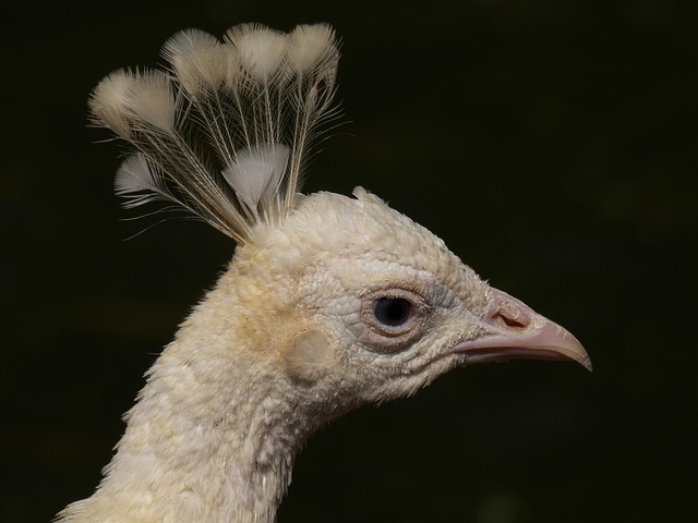 Free Peacock Bird photo and picture