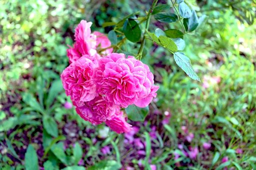Flores, Rosa, Natureza, Flor, Jardim