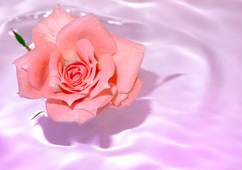 Rosa, Flor, Agua, Recém-Casados, Amor