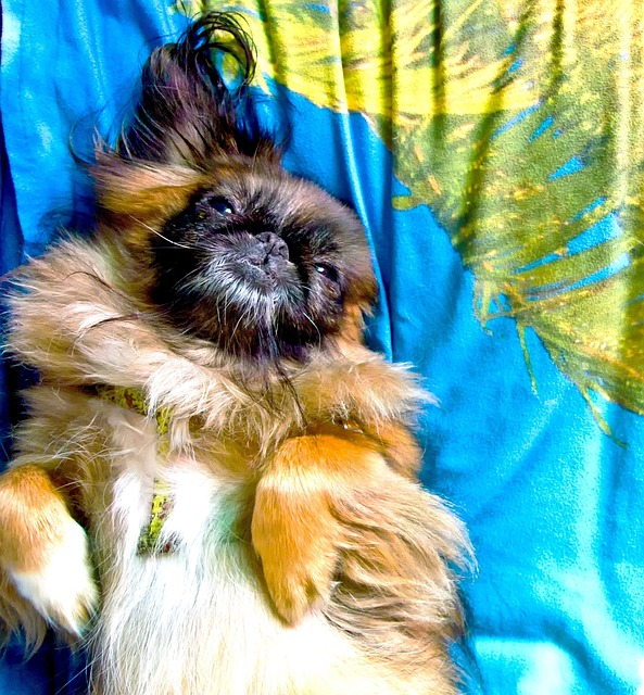 Pequinês, Cão, Doce, Resto, Verão