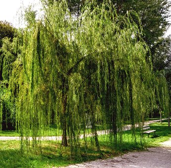 Salgueiro-Chorão, Jardim, Natureza