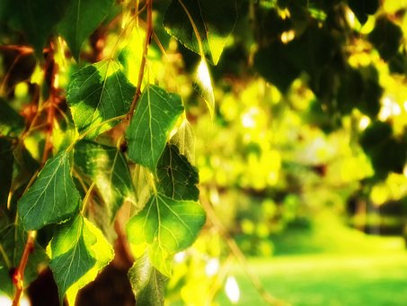 Árvore, Jardim, Primavera, Folhas