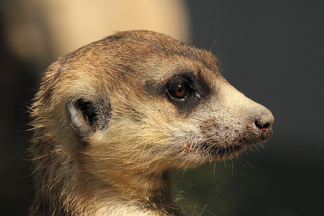 Mungo, Erdmännchen, Tierwelt, Natur