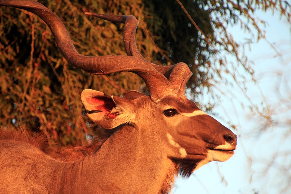 large-kudu-496561_960_720.jpg