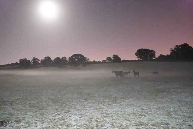 Nebel, Sterne, Mond, Pferd, Frost