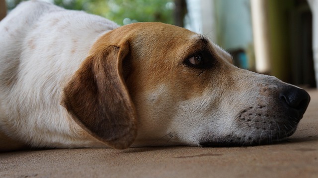 Free Dog Domestic Animal photo and picture