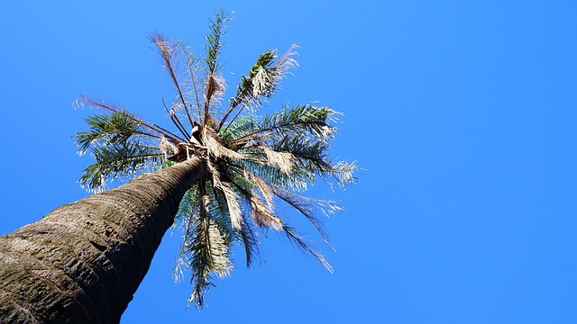 Free Coconut Tree Tree photo and picture