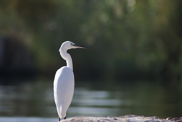 Reiher, Vogel, Weiß, Tier, Nil