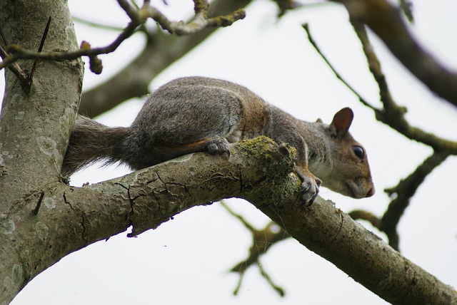 Eichhörnchen, Grau, Nagetier, Tierwelt