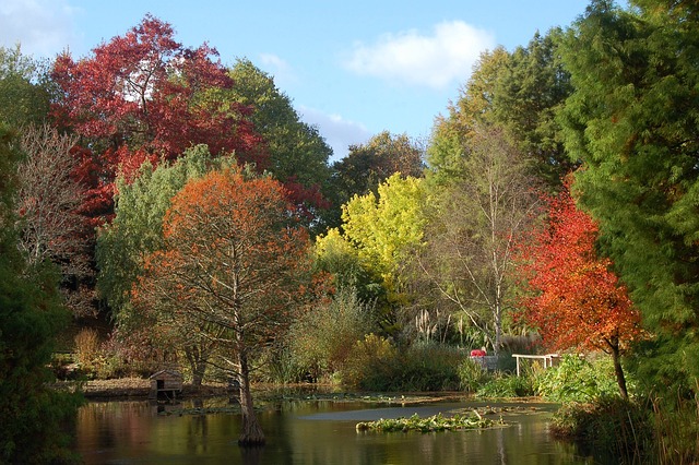Free Autumn Trees photo and picture