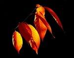 leaves, autumn, fall foliage