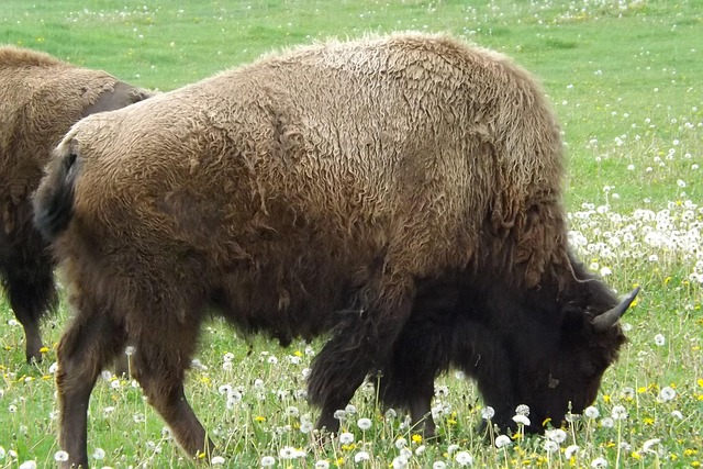 Free Buffalo Bison photo and picture