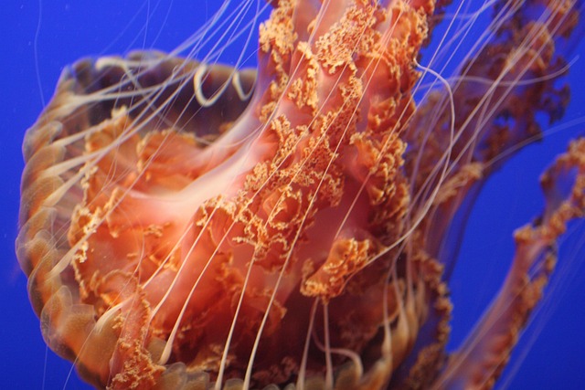 Free Jellyfish Tentacles photo and picture