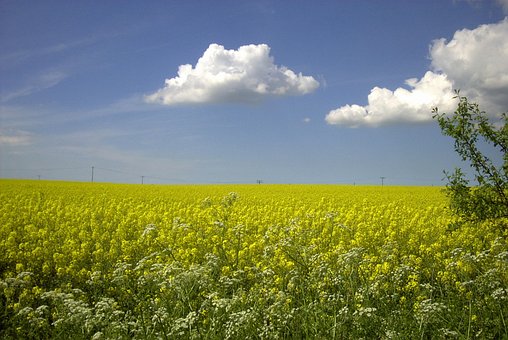 Free Field Of Rapeseeds Oilseed Rape photo and picture