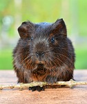 gold agouti, guinea pig, pet