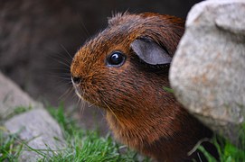 guinea-pig-house-cavia-free-photo-on-pixabay