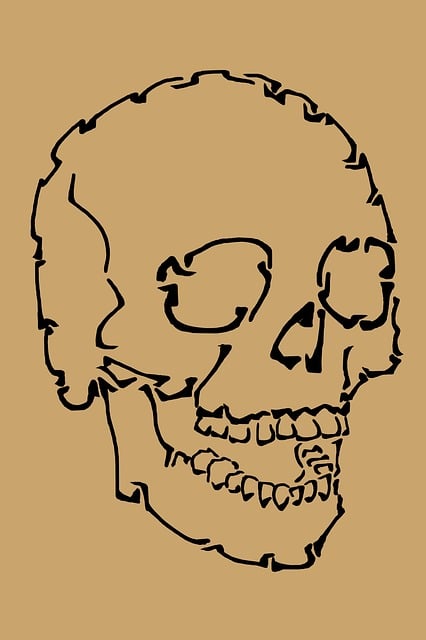 Free skull anatomy human illustration