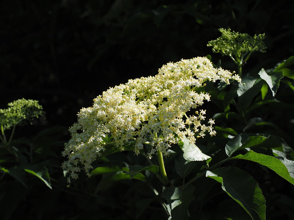 Holunder Blüte Weiß - Kostenloses Foto auf Pixabay - Pixabay