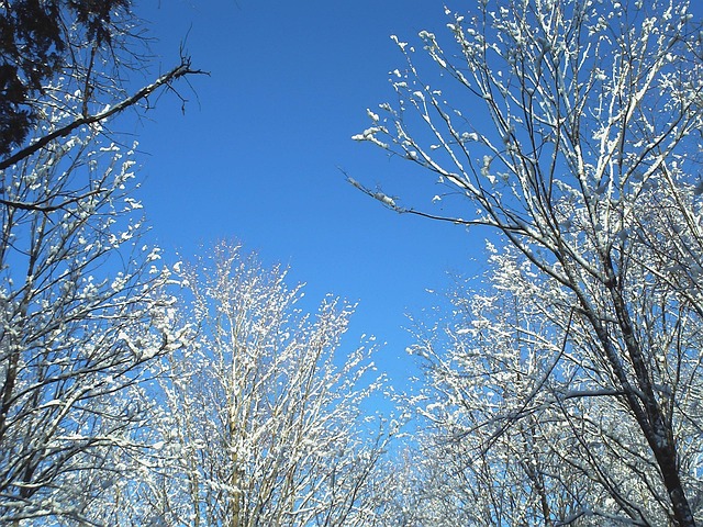 Free Snow Trees photo and picture