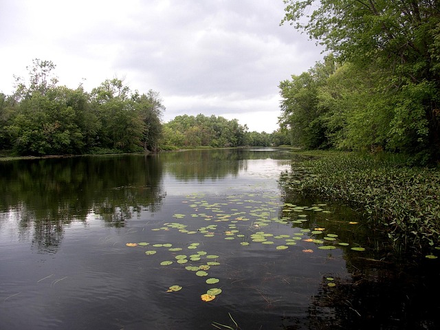 Free Lily Pads River photo and picture