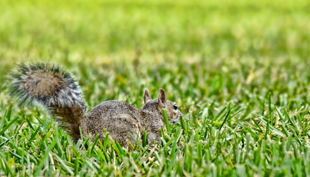 Free Squirrel Animal photo and picture
