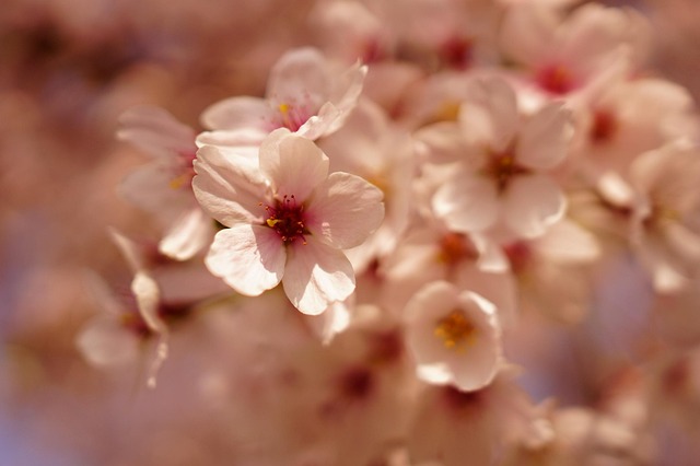Kirschblüte, Blume, Frühling
