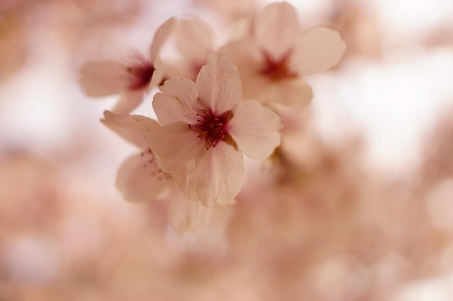 Kirschblüte, Blume, Frühling