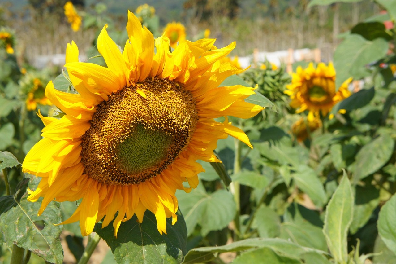 Girassol Plantas Flor - Foto gratuita no Pixabay - Pixabay