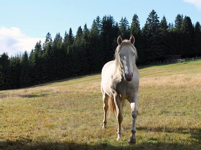 Kôň, Príroda, Ohrada