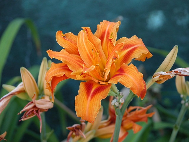 Free Lily Orange photo and picture