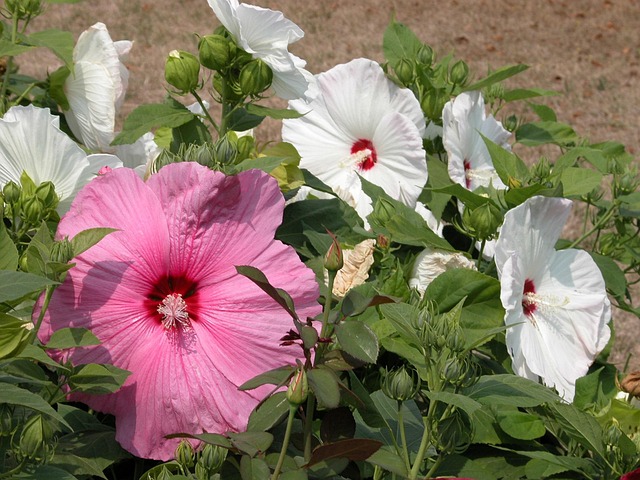 Free Hibiscus Beautiful Flowers photo and picture