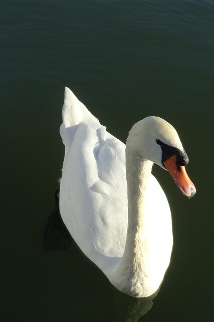 Free Swan White photo and picture
