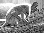 monkey, emu, photo montage
