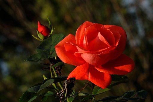 Rose, Rosenknop, Knop, Rød, Blomst