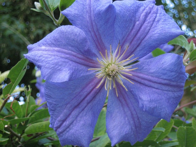 Free Clematis Flower photo and picture