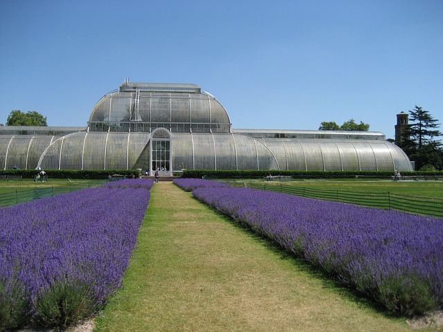 Free Kew Gardens Lavender photo and picture
