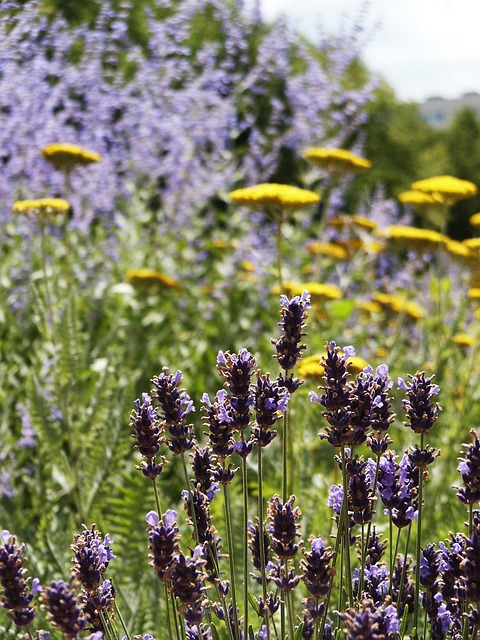 Free Lavender Flower photo and picture