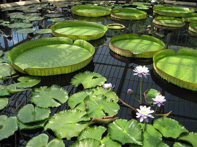 Free Lily Pad Pond photo and picture