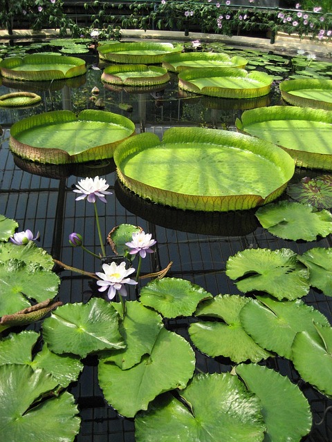 Free Pond Lily Pad photo and picture