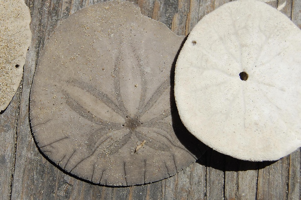 Sanddollar Ocean Shell Free Photo On Pixabay Pixabay Sanddollar Ocean Shell Free Photo On Pixabay Pixabay
