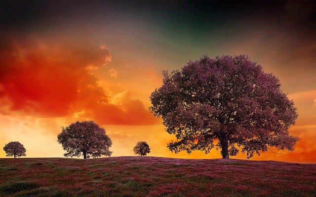 Surreal, Bäume, Landschaft, Traum, Lila