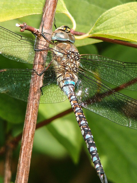 Insekten, Libelle, Nahaufnahme, Insekt